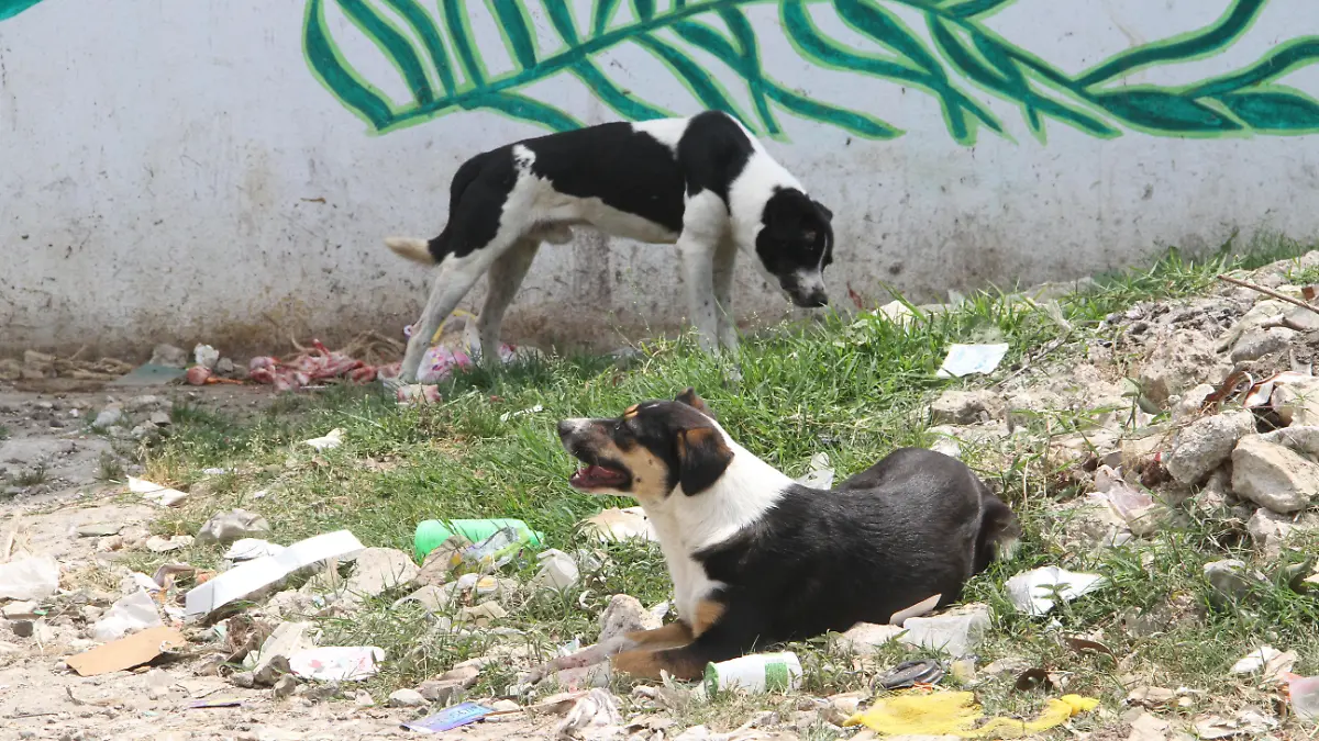 JE100420249330Perros Callejeros-Colonia Dolores Hidalgo (5)